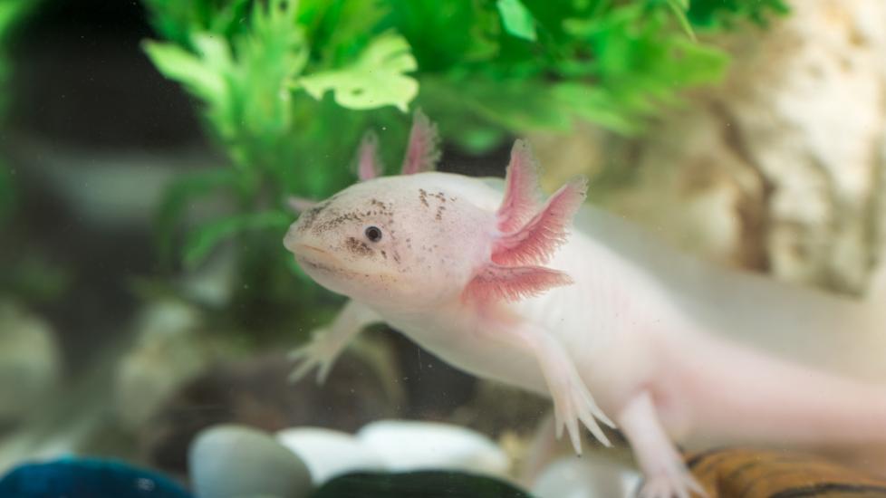 Cute axolotl floating in aquarium