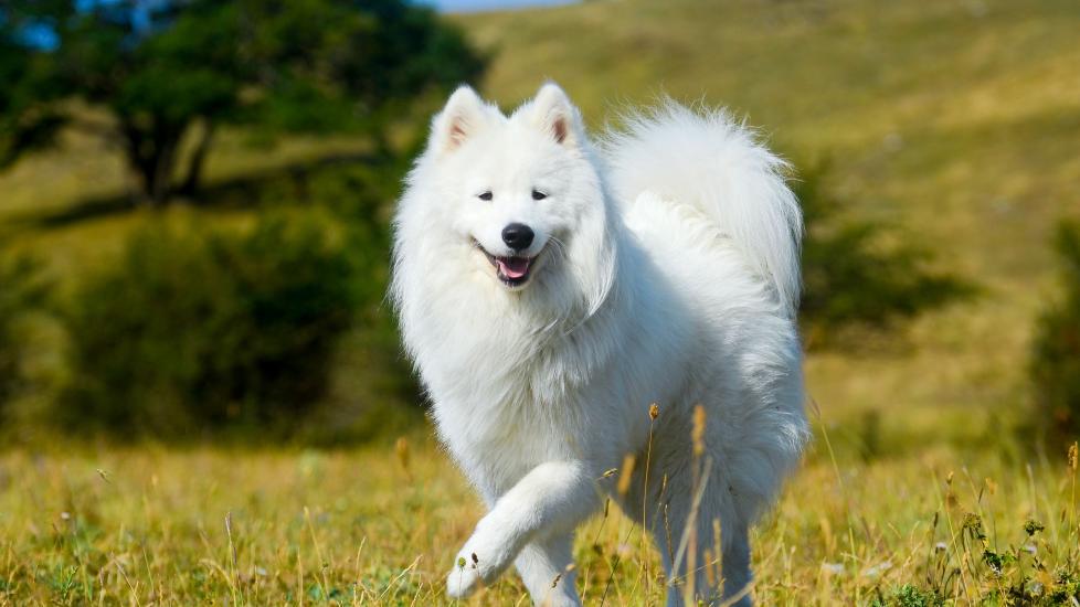 fluffy white, smiling dog walking through a grassy field