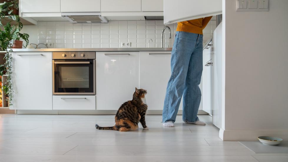 calico tabby cat following her owner who is in a white kitchen calico tabby cat following her owner who is in a white kitchen