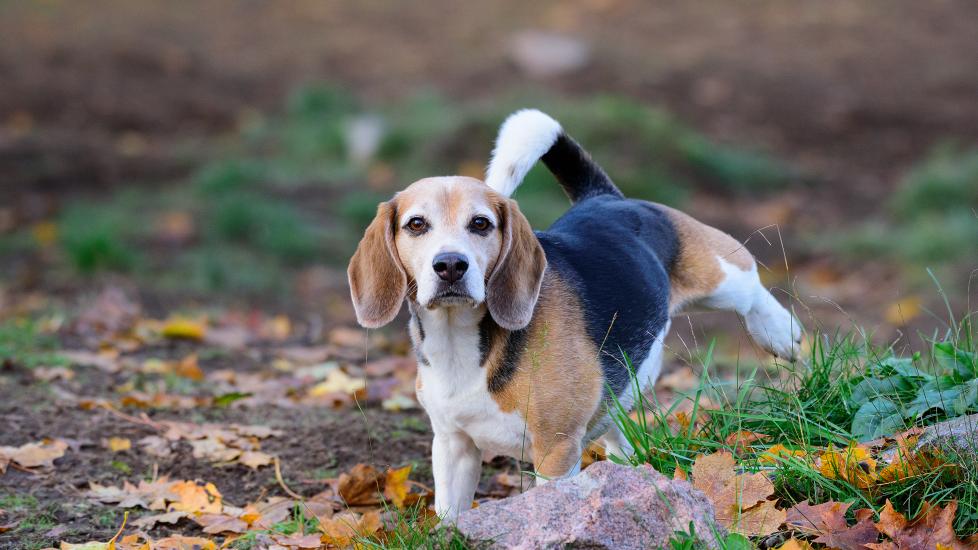 A Beagle pees in a park.