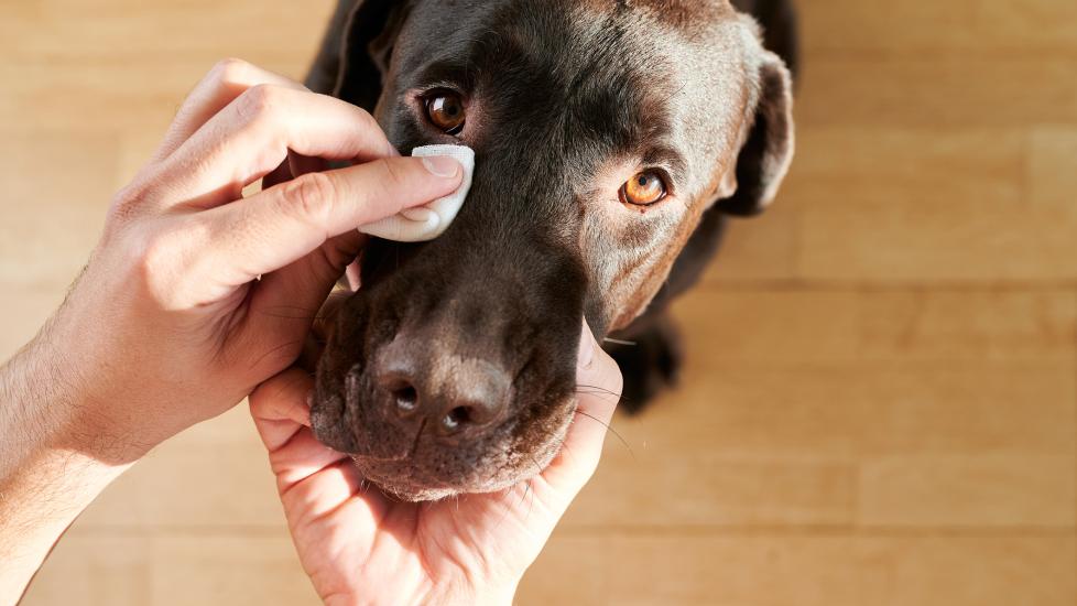 chocolate lab dog gets his eyes wiped by cotton ball. 