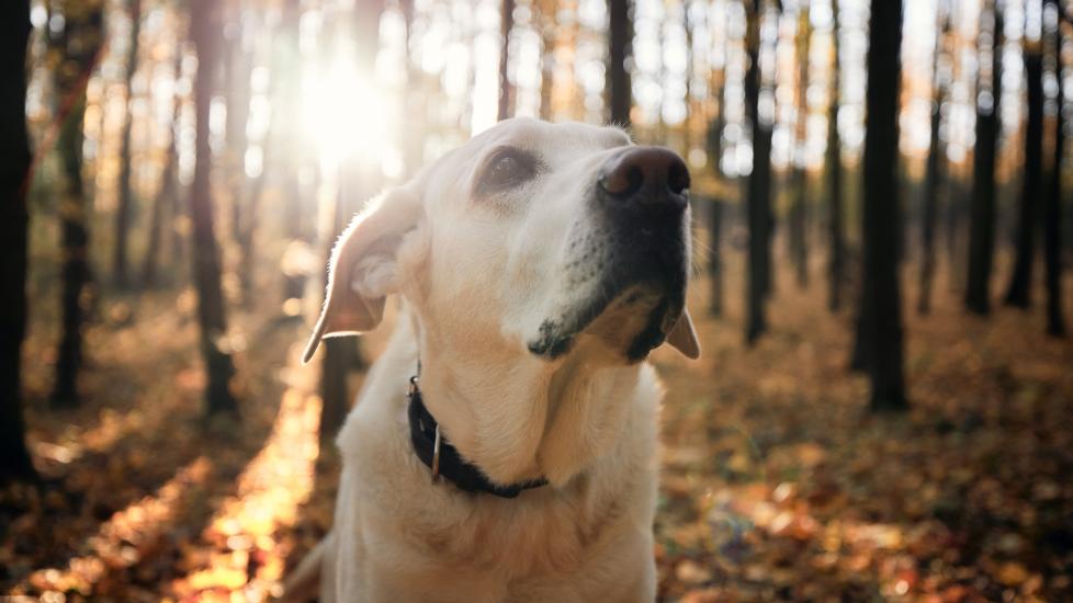 A senior dog stands in the woods.