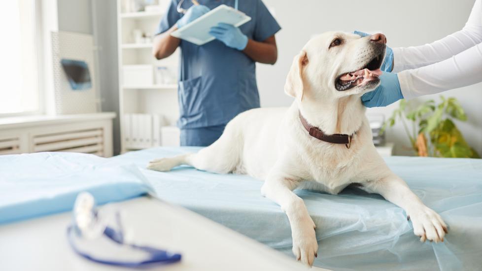 yellow lab lays on exam table during vet exam.