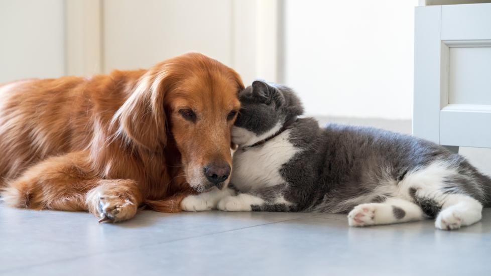 golden retriever and gray and white cat snuggle on the floor together.