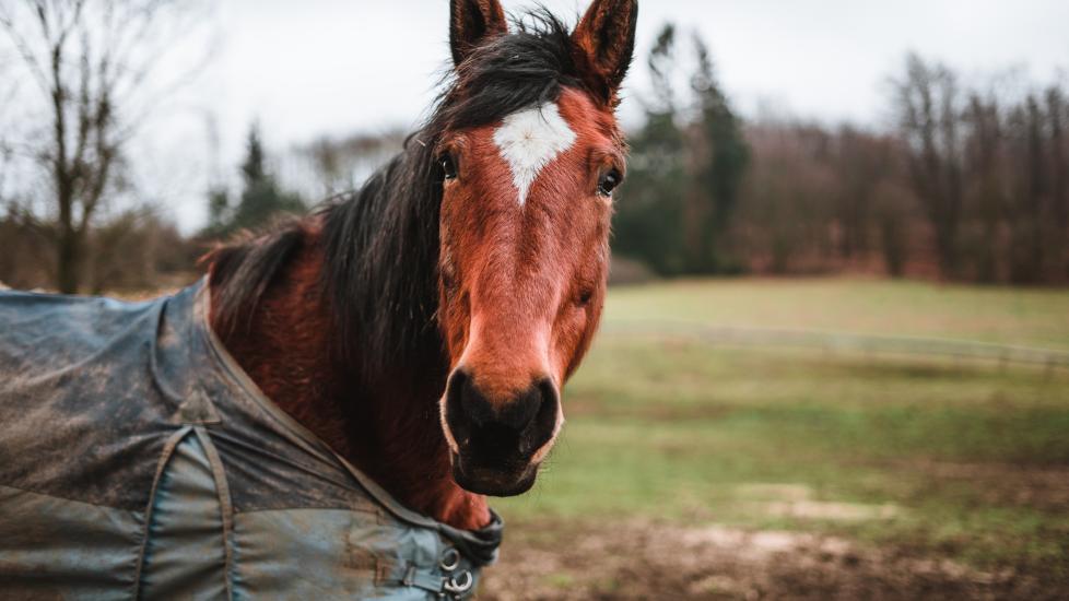 chestnut horse looks at camera with green horse blanket covering him. 