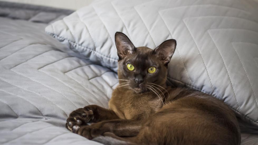 A cat lays on a bed.