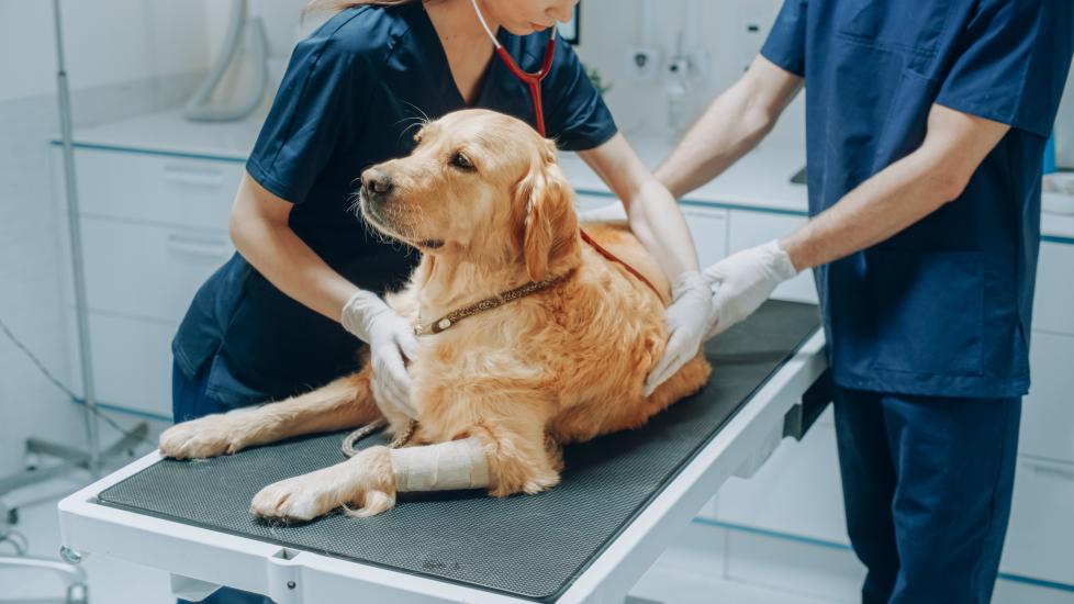 golden lab dog lays on exam table during vet exam.