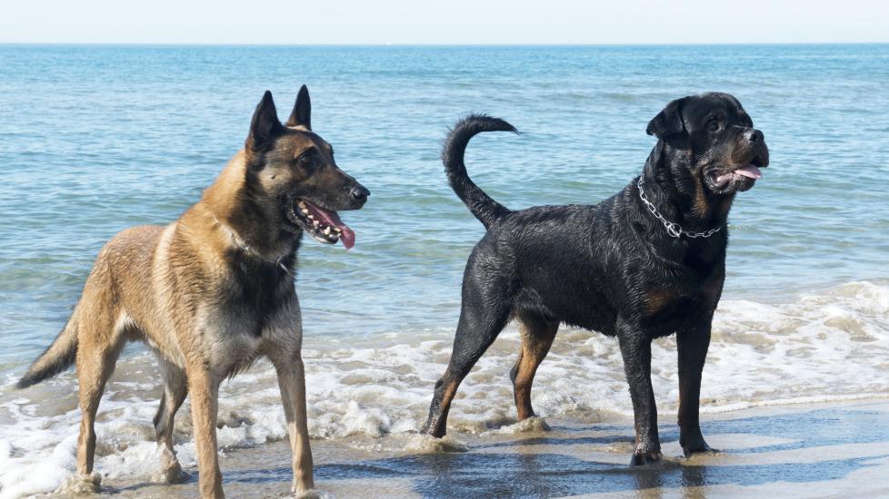 A Rottweiler and German Shepherd at the beach.