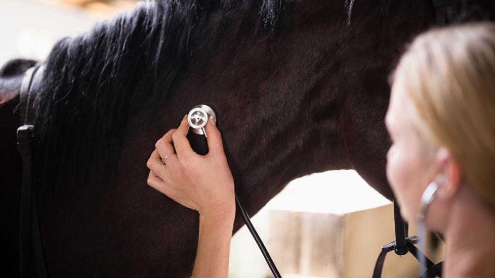 close-up of vet using stethoscope to check heart rate on brown horse