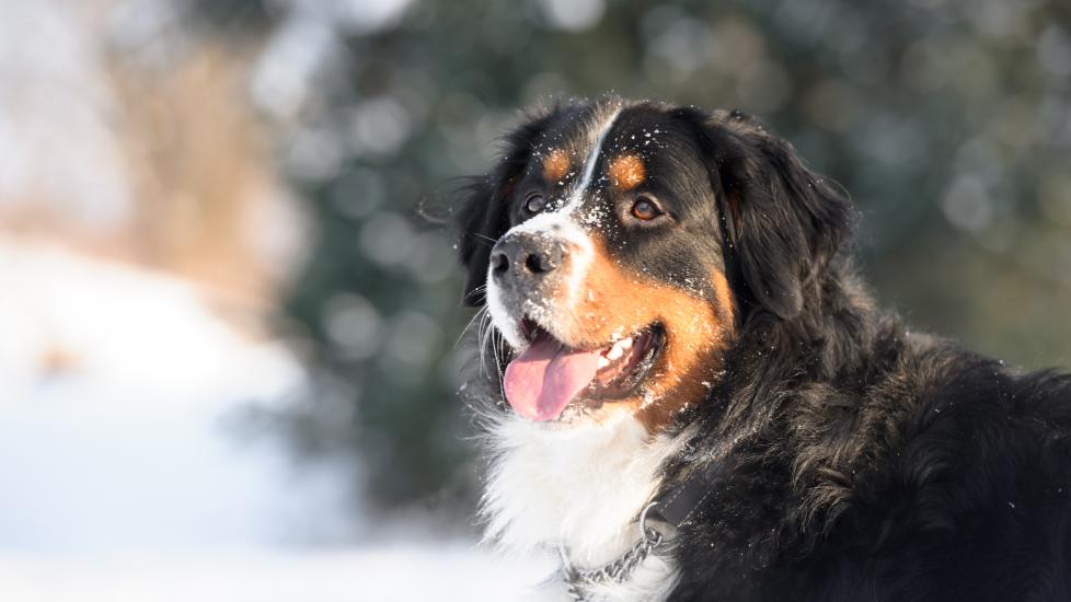 A Bernese Mountain Dog poses in the snow.