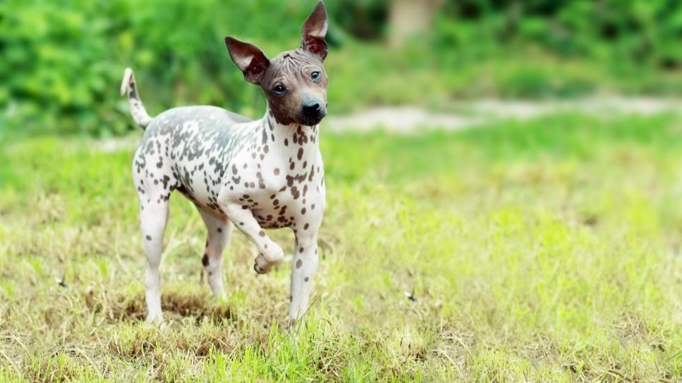 white, spotted american hairless terrier standing in grass, pointing, with his head tilted