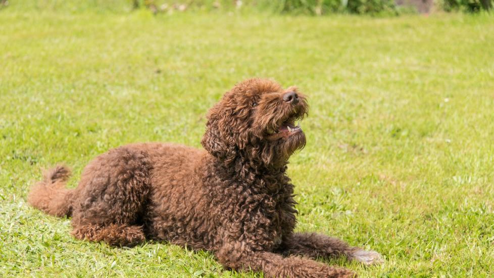 brown curly-haired barbet dog lying in grass and looking up