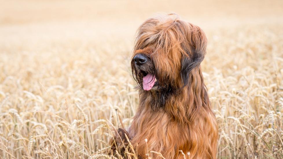 brown shaggy briard dog sitting in a field of wheat