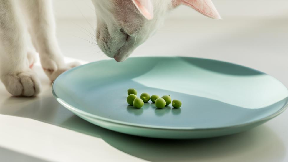 can cats eat peas: white cat looking at peas on a green plate