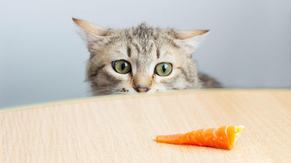 can cats eat salmon: cat staring at a piece of salmon