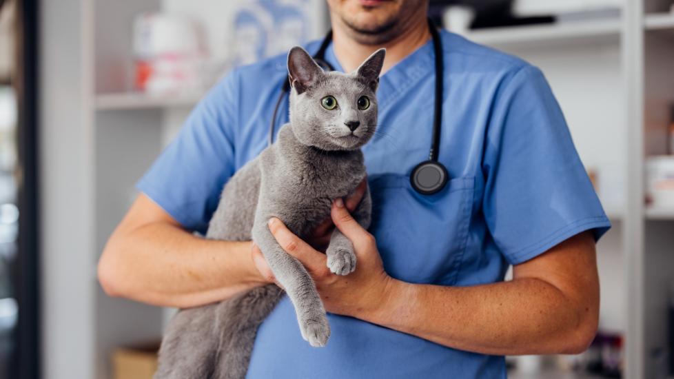 A veterinarian holds a Russian Blue cat.