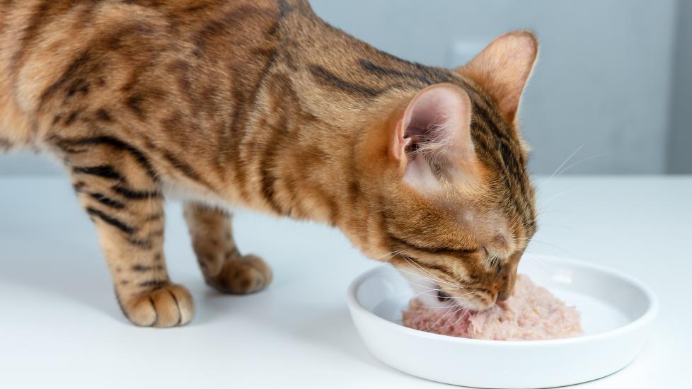 how much wet food to feed a cat: cat eating wet food in bowl