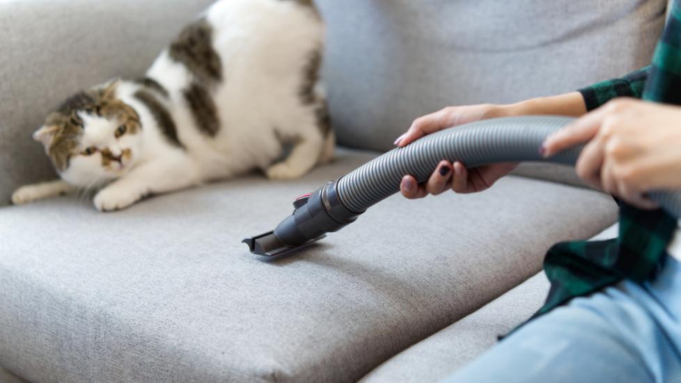 A scared cat looks at a vacuum cleaner.