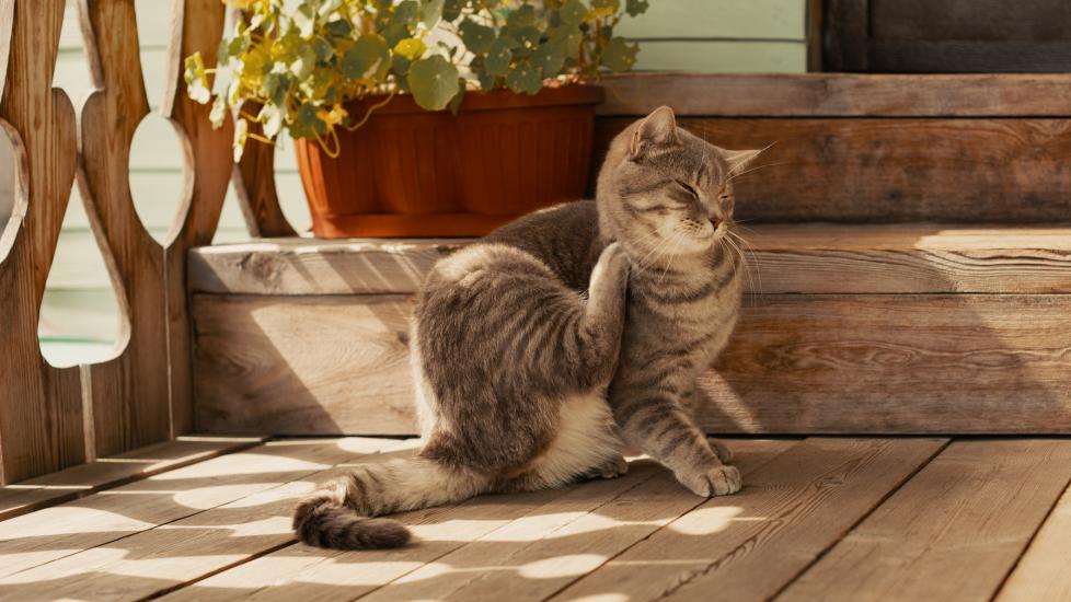 A cat with a skin condition scratches themselves.