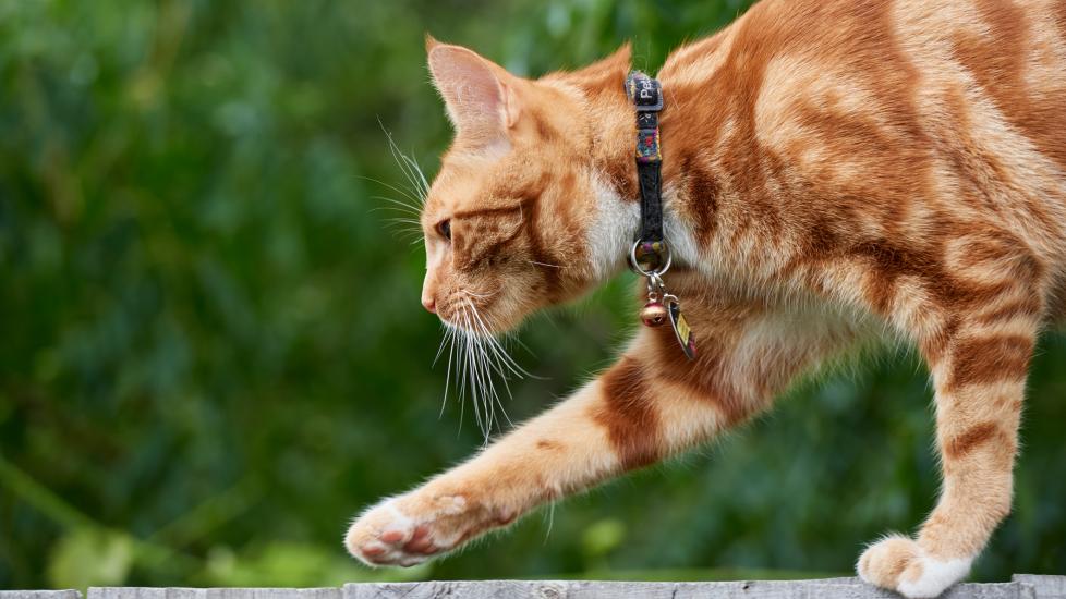 A cat walks along a wall.