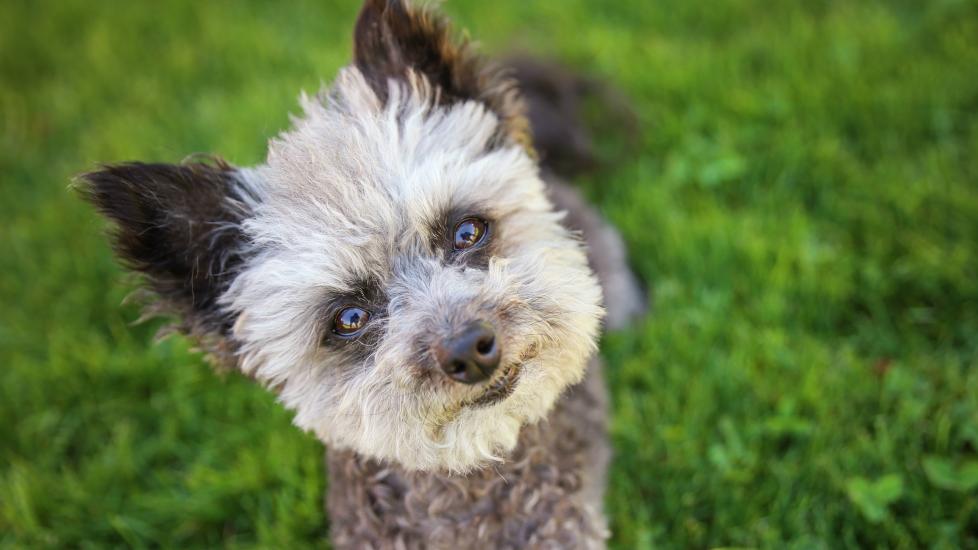 gray and white chipoo dog looking at the camera with her head tilted