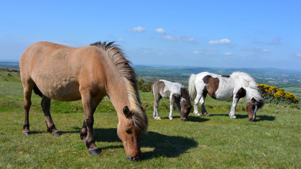 Dartmoor ponies in natural habitat