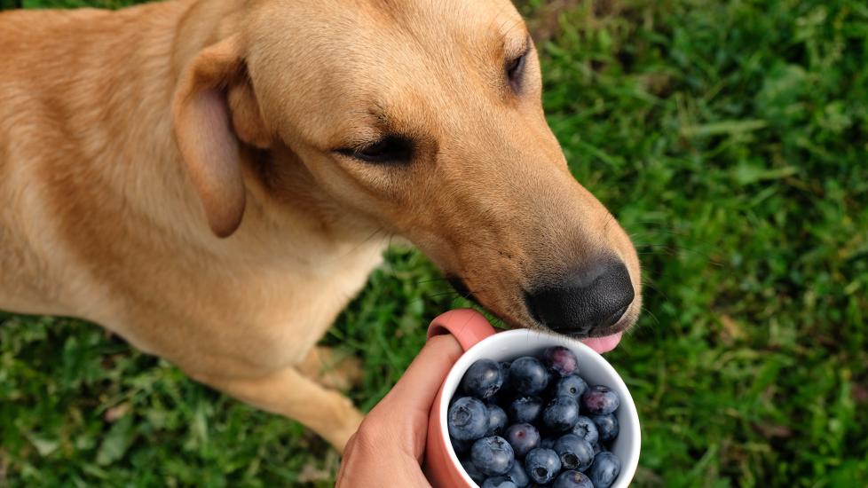 can dogs eat blueberries: dog licking mug full of blueberries