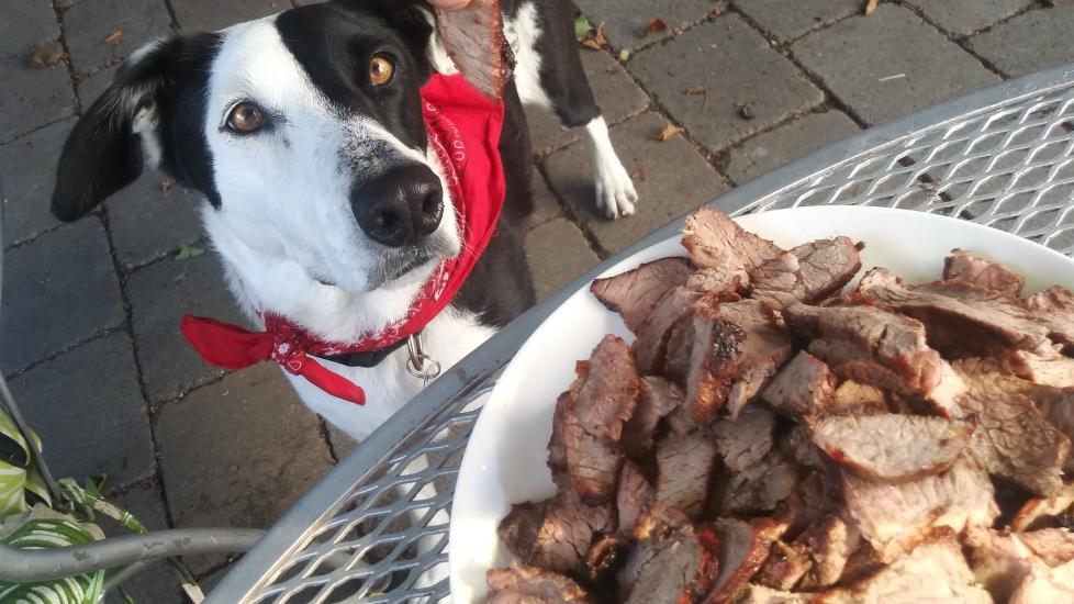 can dogs eat steak: dog staring at a dangling piece of steak