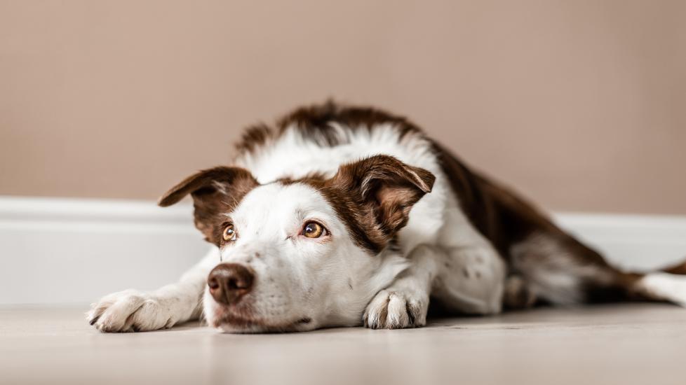 why do dogs sigh: dog laying down on ground looking up