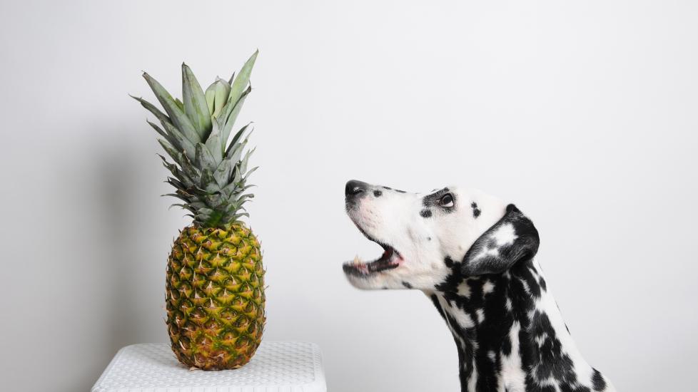 dalmatian dog looking at pineapple