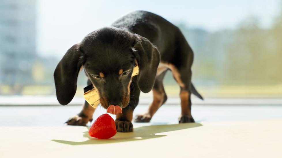 can dogs eat strawberries: dachshund dog looking at strawberry