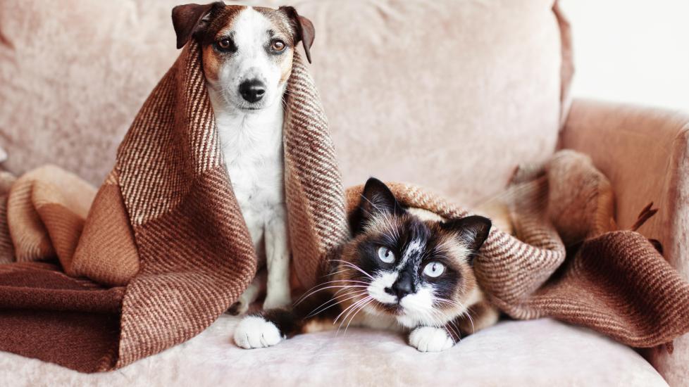 A dog and cat sit together.