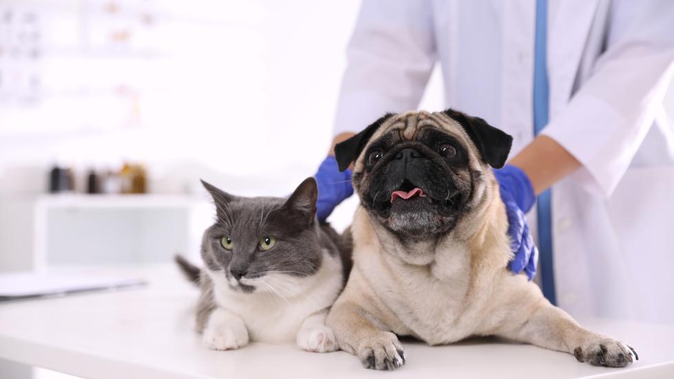 A dog and cat sit together at the vet.