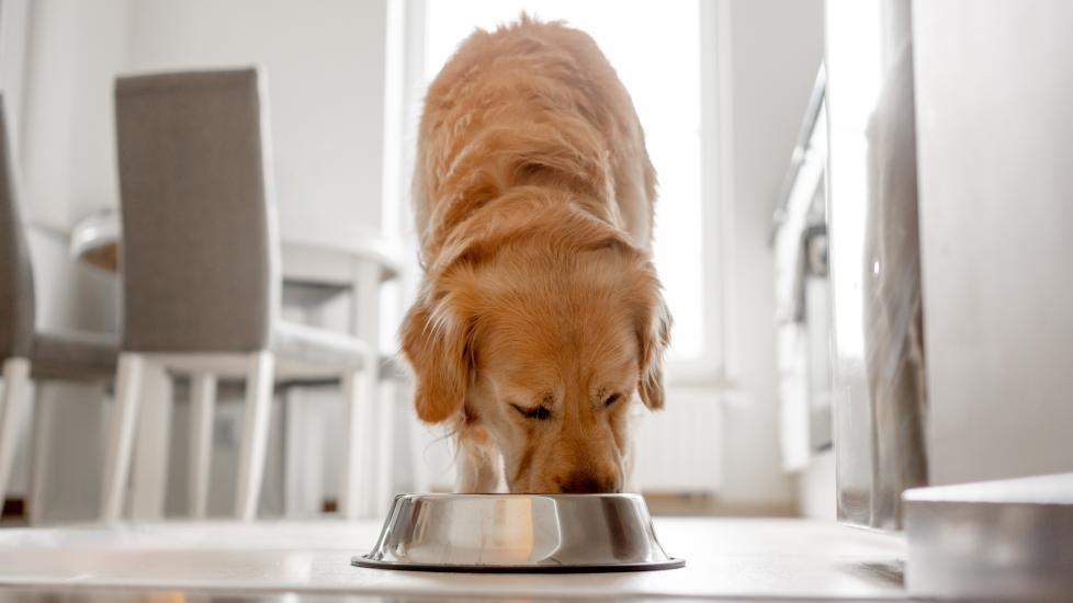 A dog eats their food.