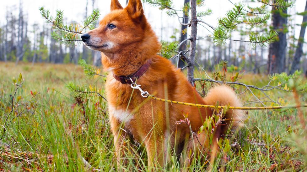 red finnish spitz dog sitting in a wooded area on a leash