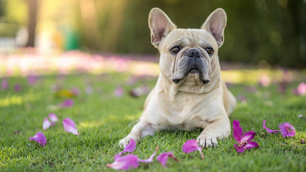 tan french bulldog lying in grass surrounded by purple flower petals