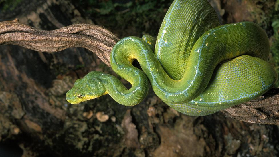 Green tree python coiled around branch