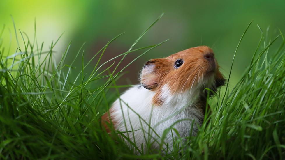How Long Do Guinea Pigs Live? PetMD
