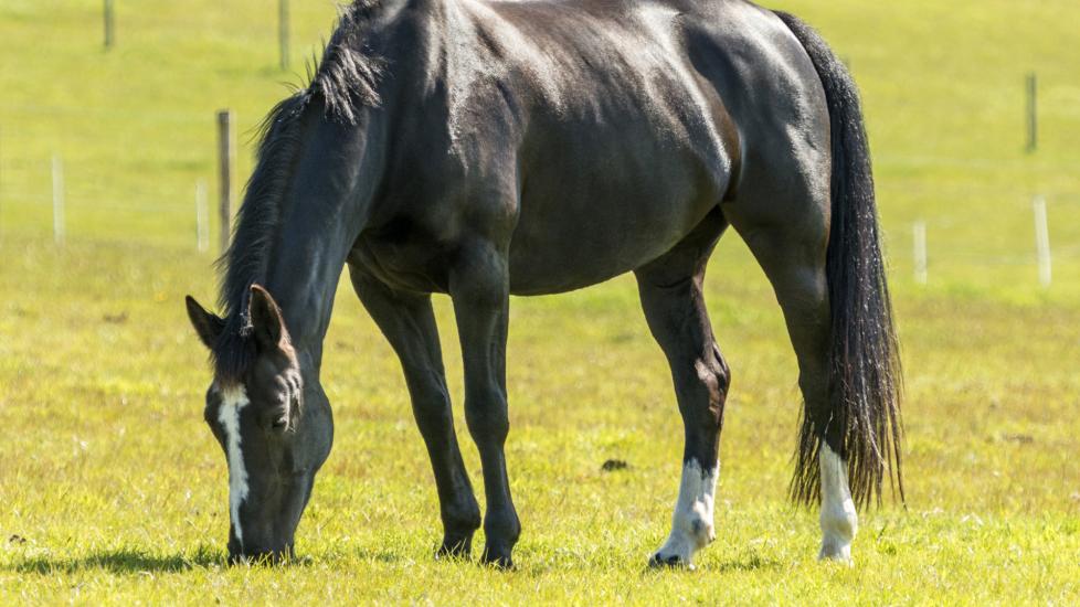 Hackney horse grazing in field