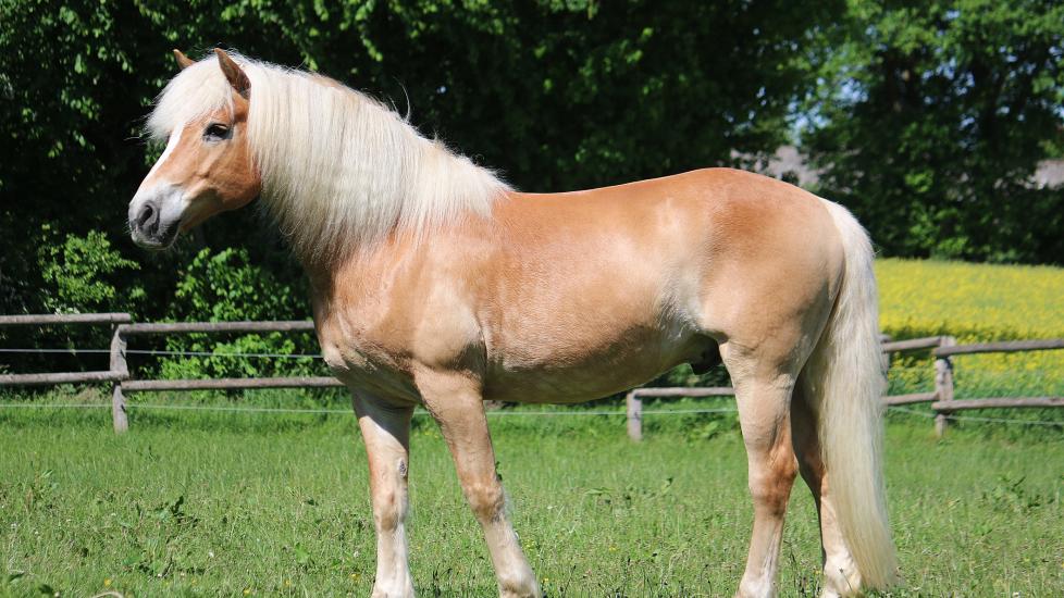 Haflinger horse standing in field