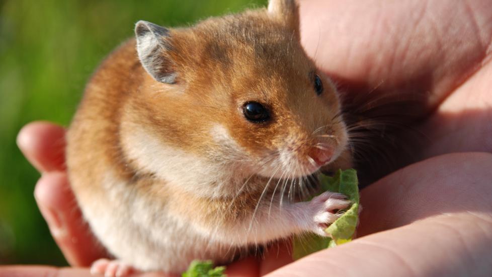 A hamster eats from the hand of their pet parent.