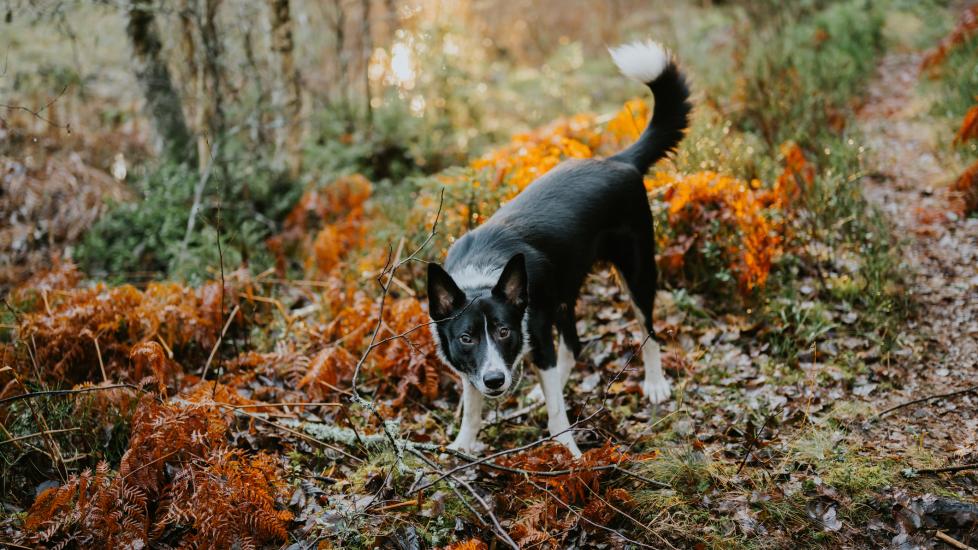 A dog walks through the woods.