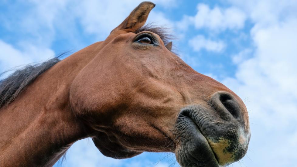 Horse look up