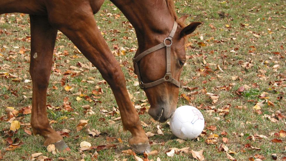 Horse playing with ball