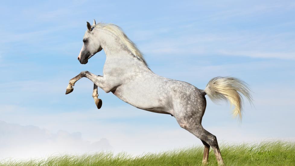 Arabian horse rearing in field