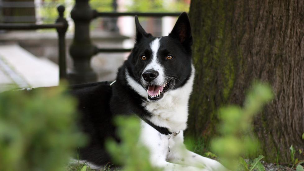 black and white karelian bear dog lying in grass under a tree