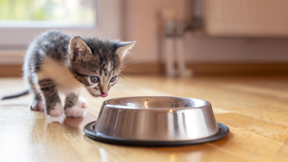 feeding kittens: kitten looking at food bowl