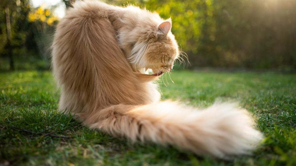 longhaired cream-colored cat grooming himself while sitting in grass