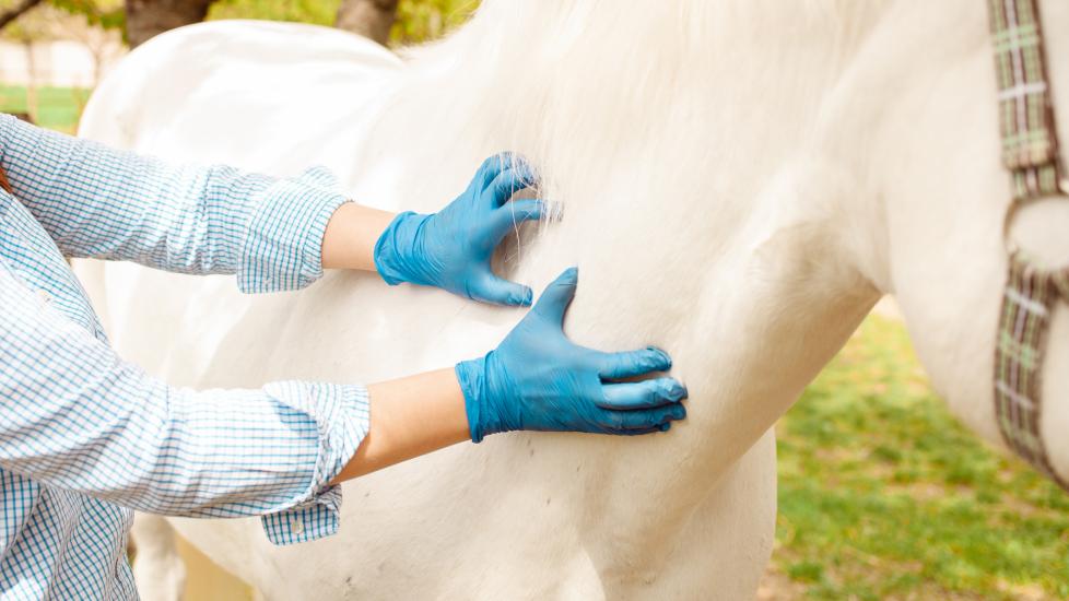 Vet examining white horse