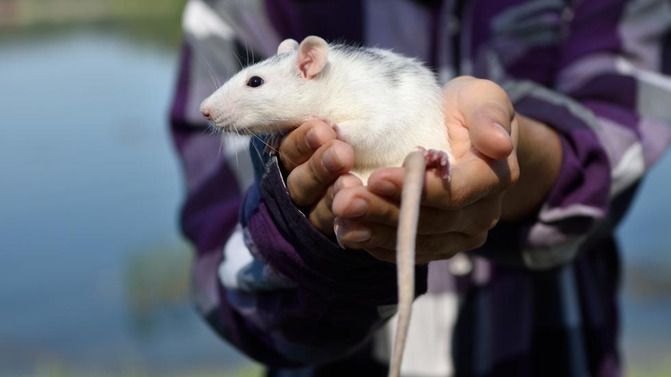 Pet rat held in hands with tail in front